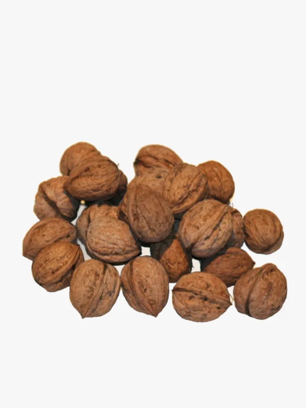 Walnut